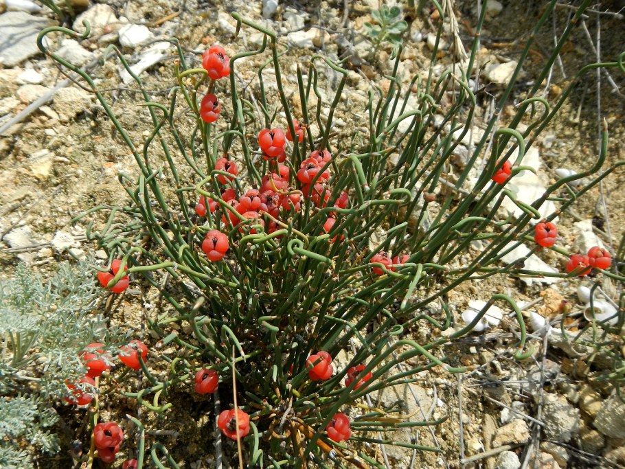 Хвойник односемянный – Ephedra monosperma