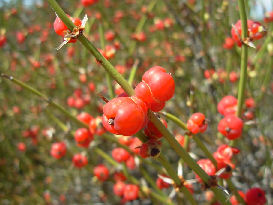 Эфедра хвощевая (Ephedra distachya)