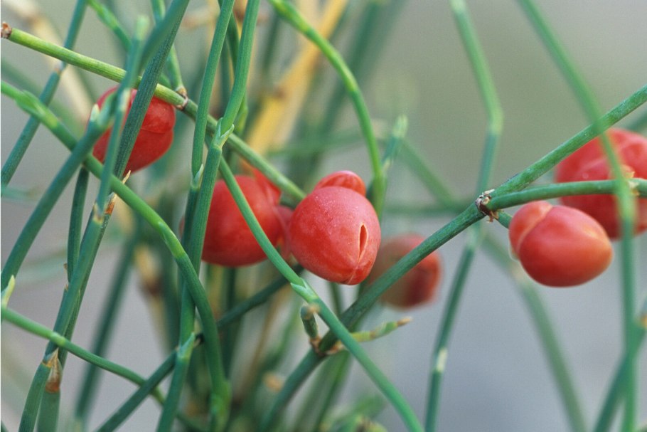 Эфедра хвощевая Ephedra equisetina