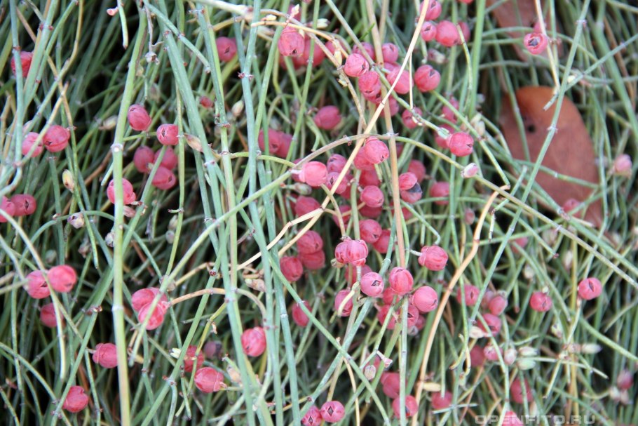 Эфедра двухколосковая Крымская