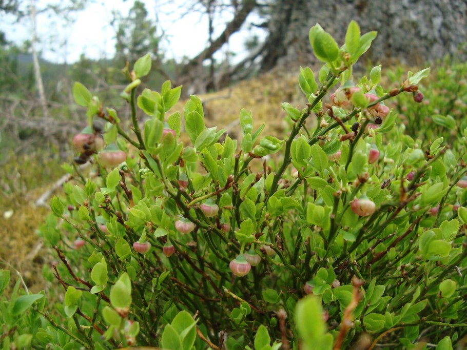Карликовая береза стелющаяся