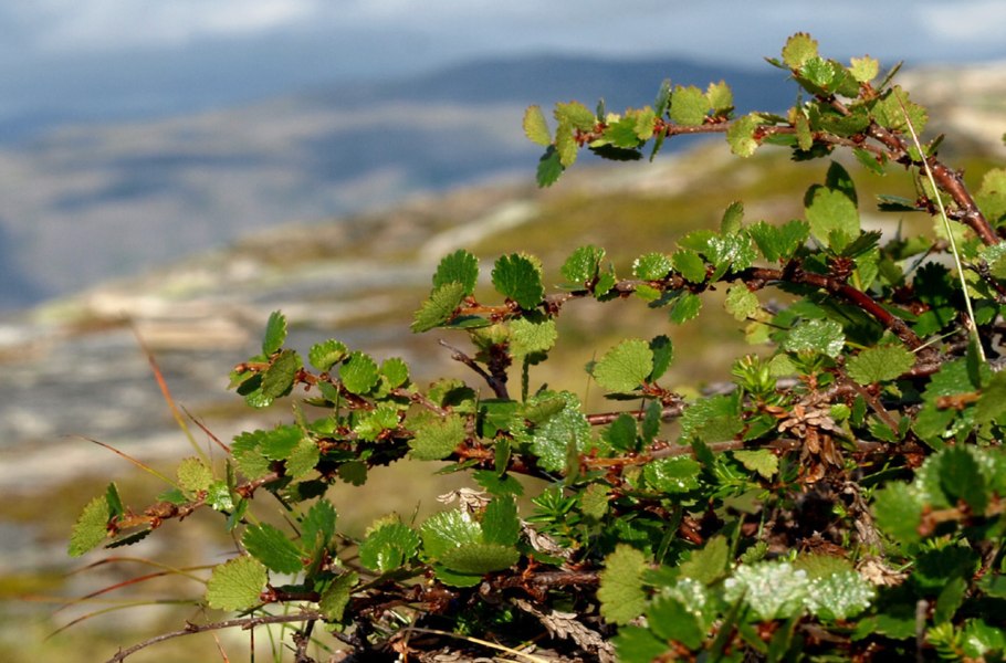 Карликовая береза в Арктике