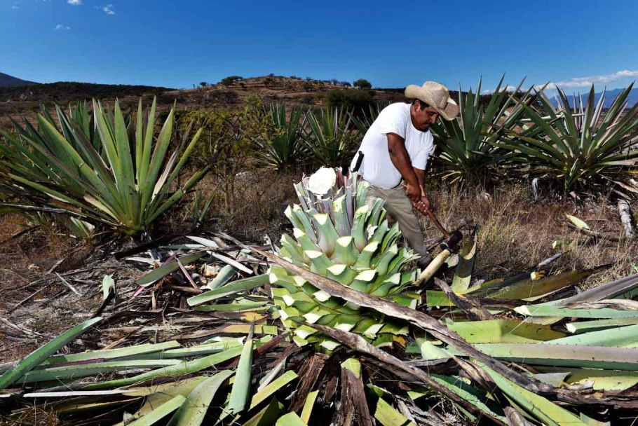 Эндемики Мексики