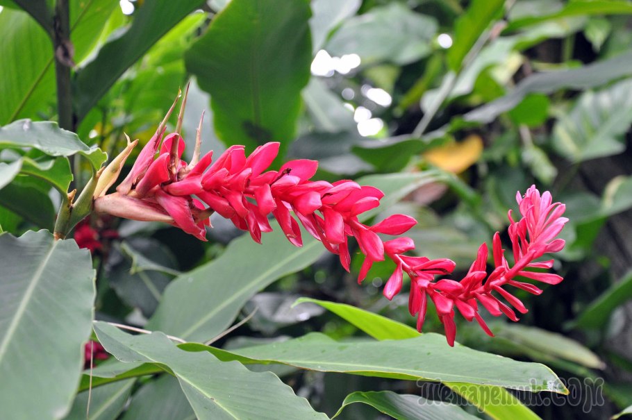 Мексика каннабис