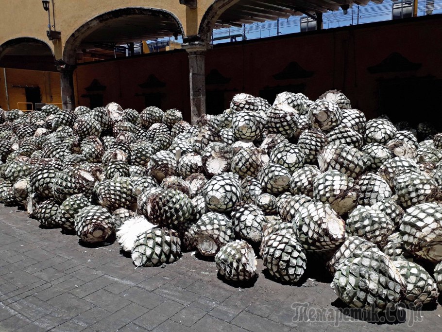 Цейлонский дуриан