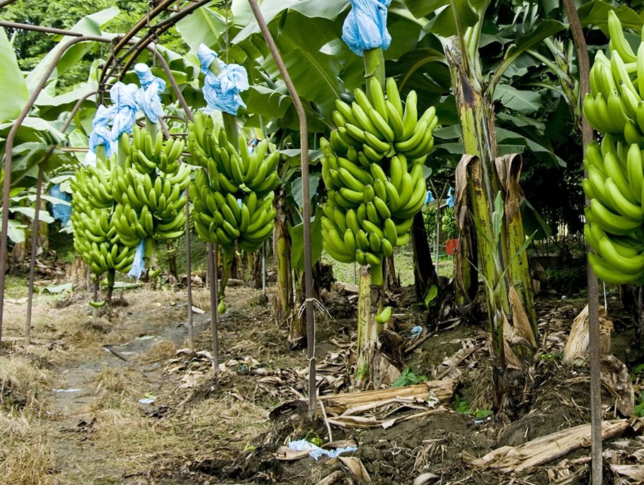 Агава голубая