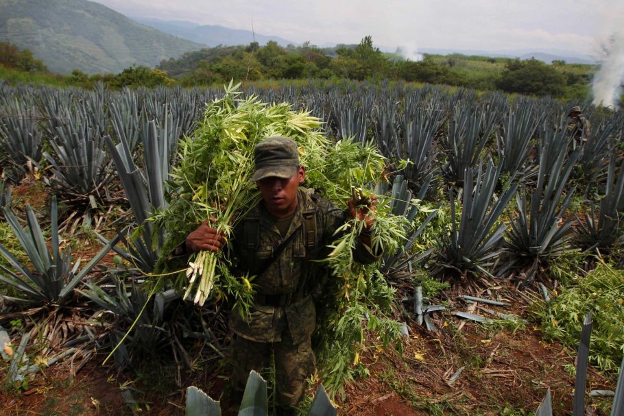 Кофейные плантации Гавайи