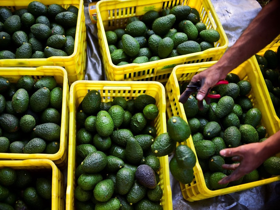 Мексика Акапулько кактусы