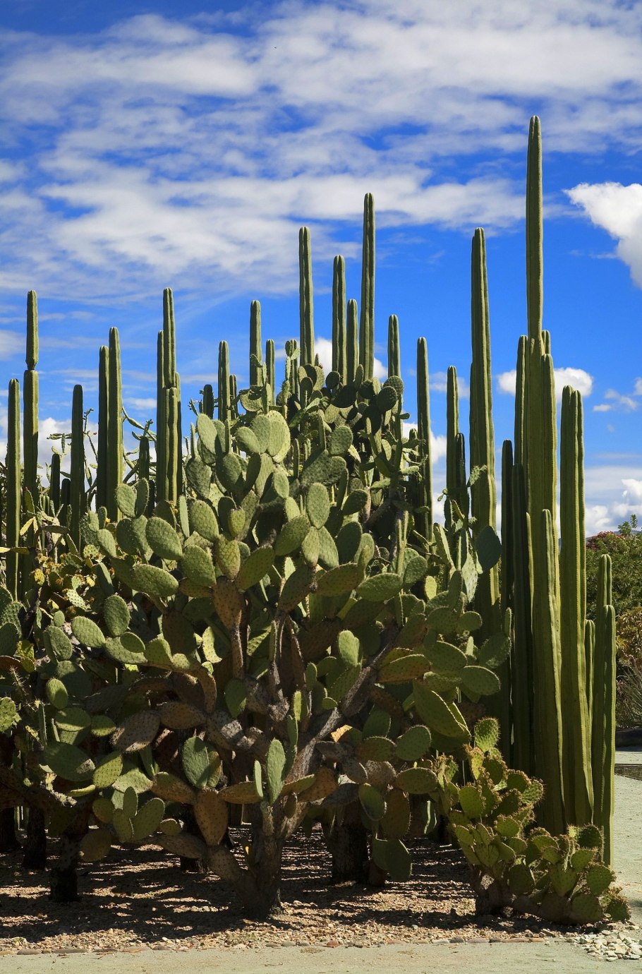 Мексика Кактус еда