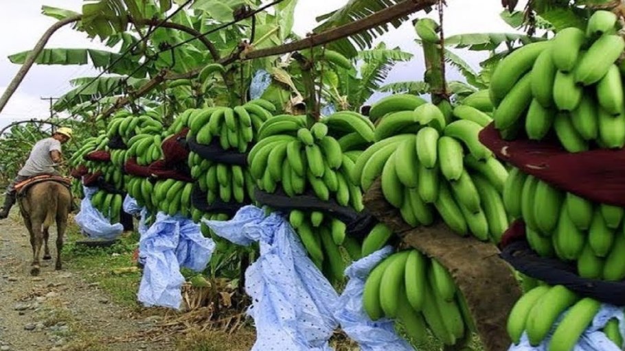 Эквадор сельское хозяйство