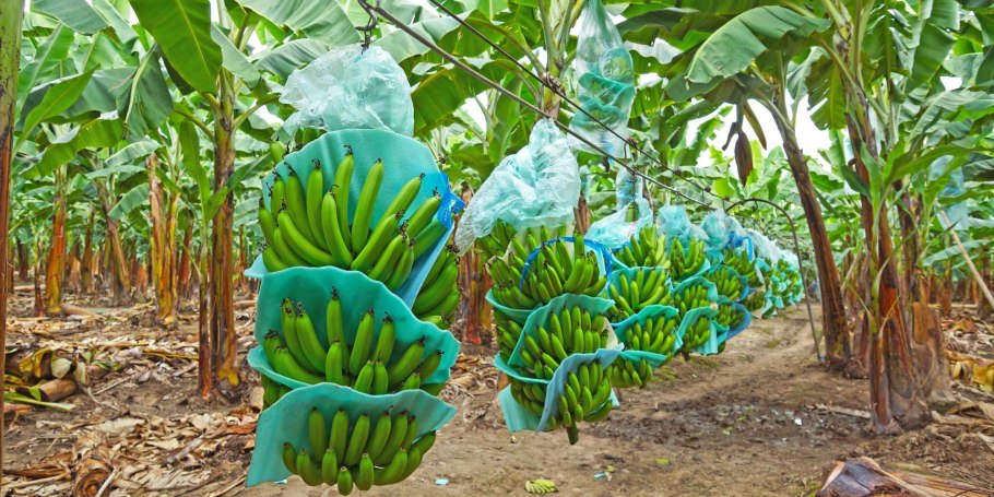 Опунция в Австралии