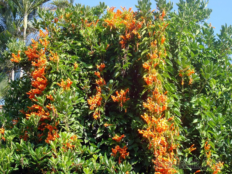 Фауна кактусы Мексики