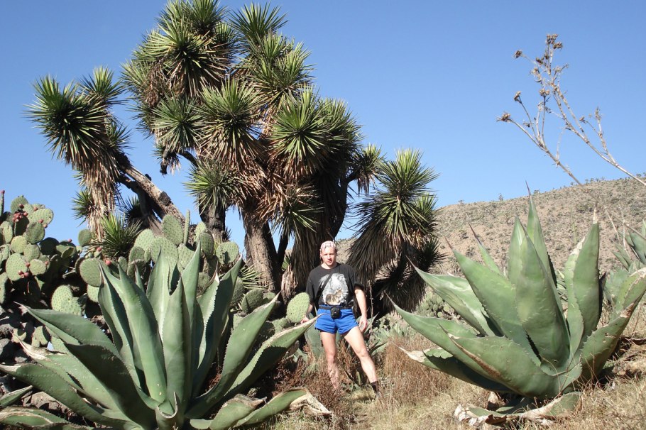 Плант Мексика