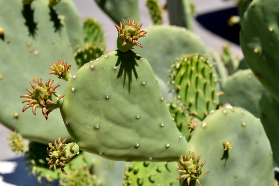 Опунция Кактус Мексика