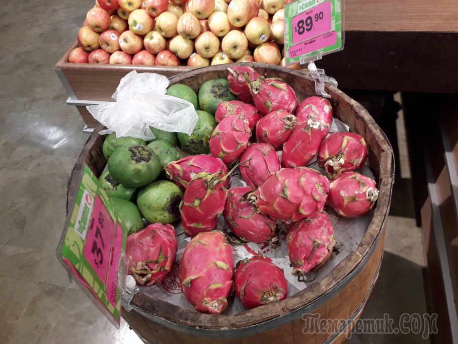 Мексиканский Кактус опунция