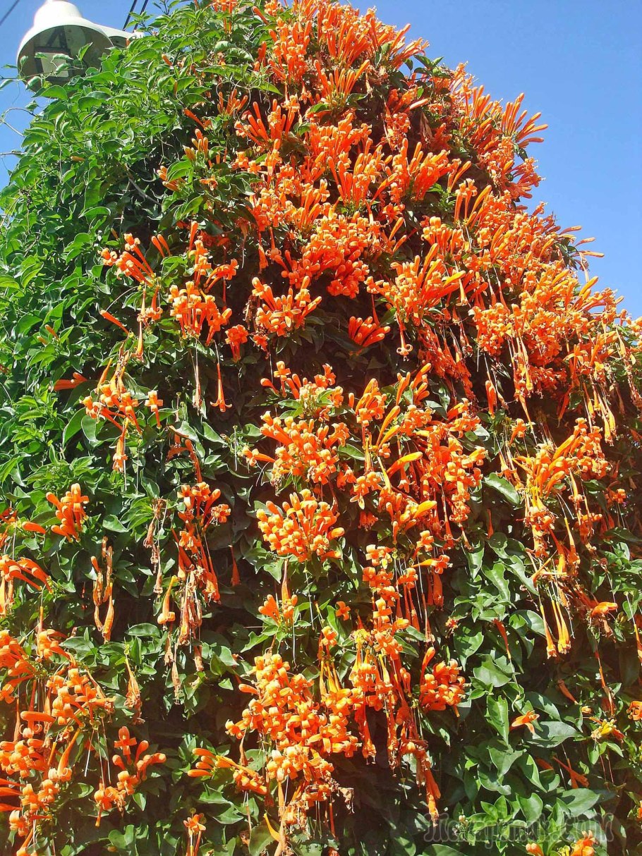 Кактус опунция в пустыне