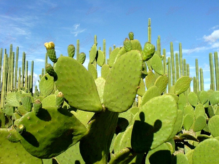 Пиростегия огненно-красная