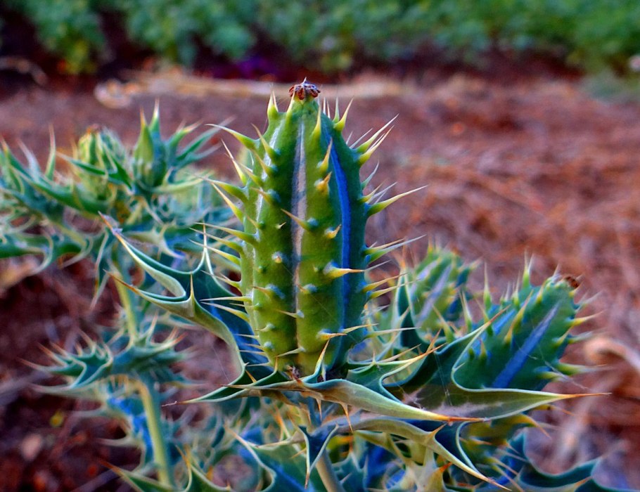 Опунция в Мексике