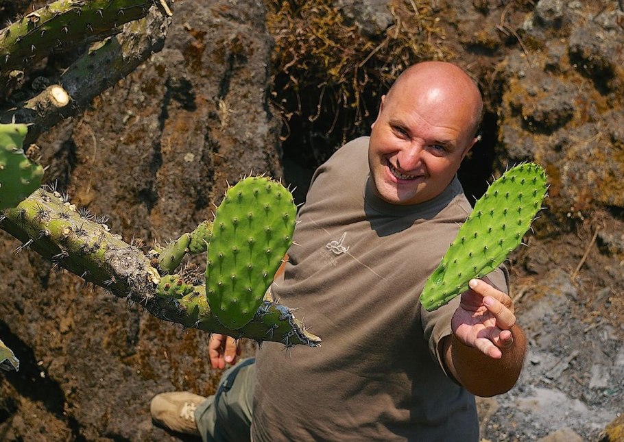 Крашеные кактусы