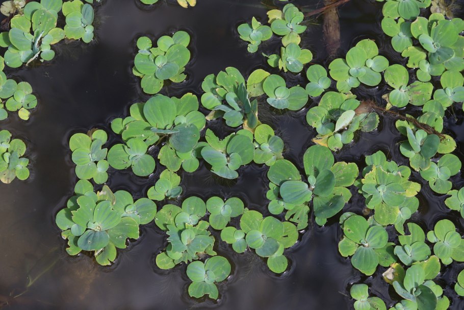 Нимфея микранта