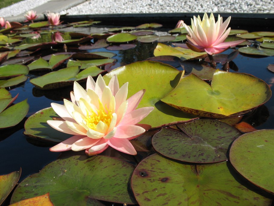 Водные растения новой Англии