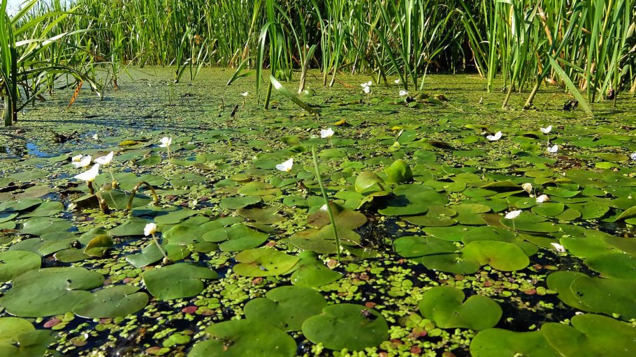 Ряска Болотная Тина