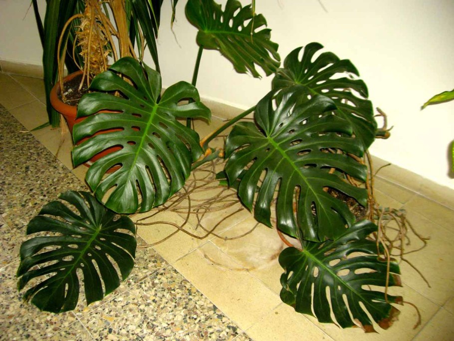 Монстера Марбл