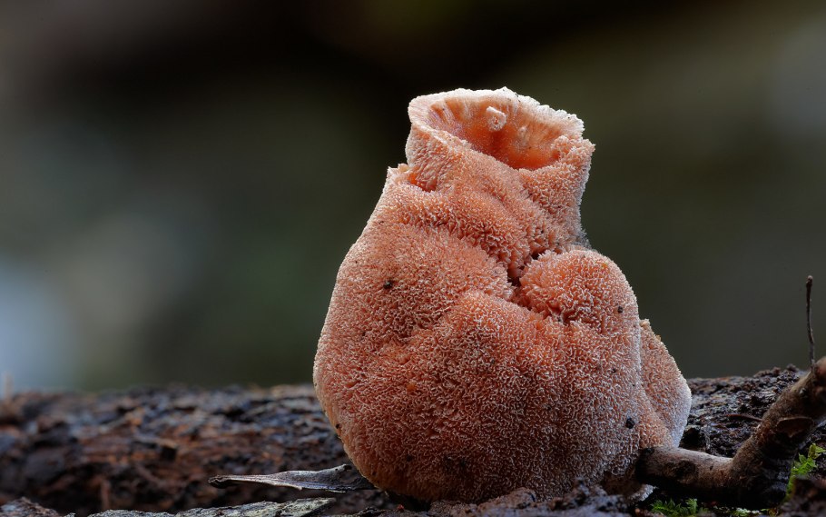 Мохнатый гриб (Panus fasciatus)