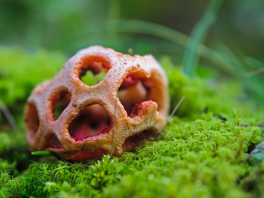 Phallus indusiatus гриб