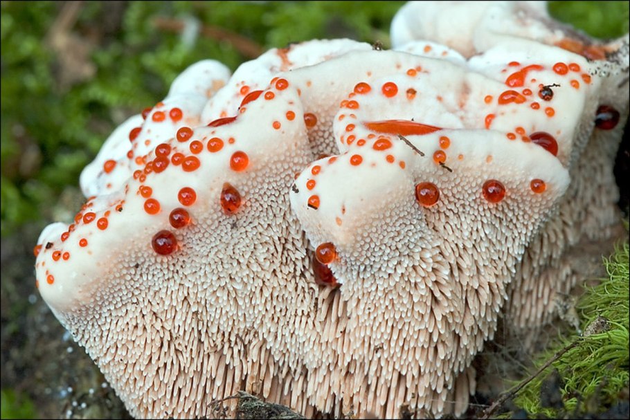 Лерациомицес (leratiomyces)