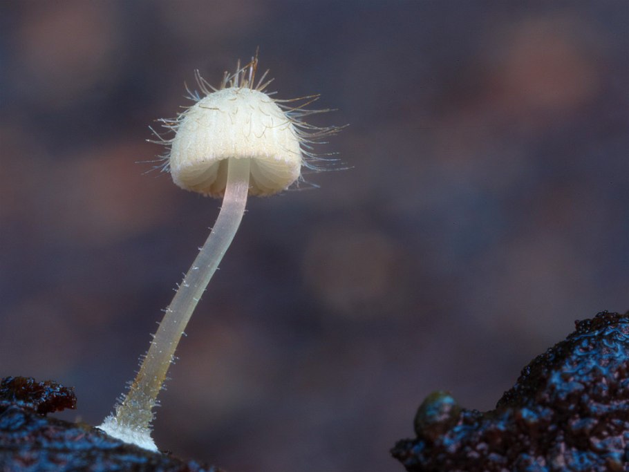 Гриб ежовик Дьявольский