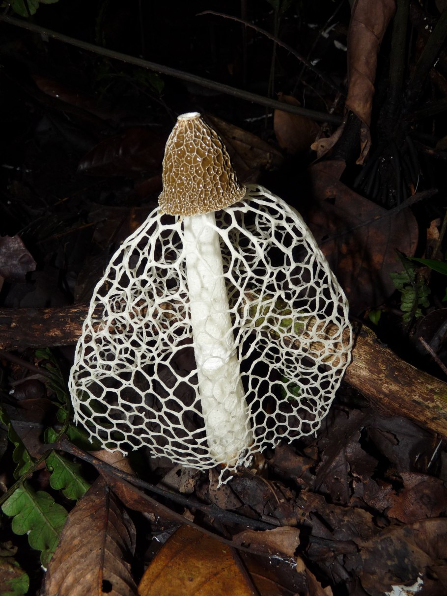 Гриб решеточник красный