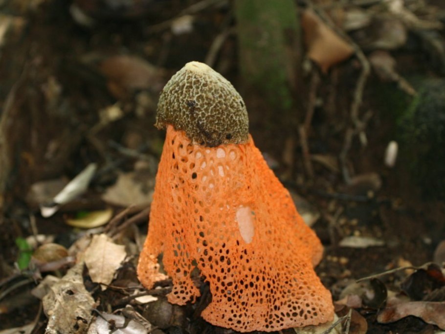 Лерациомицес (leratiomyces)