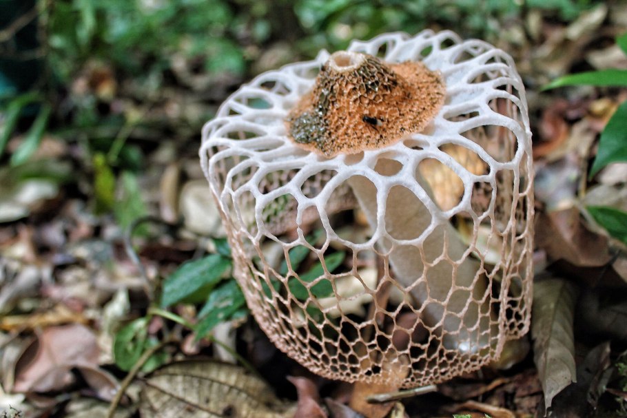 Черная поганка гриб