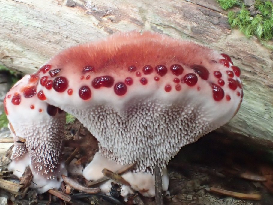 Phallus indusiatus гриб