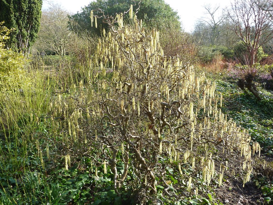 Лещина обыкновенная ред Маджестик