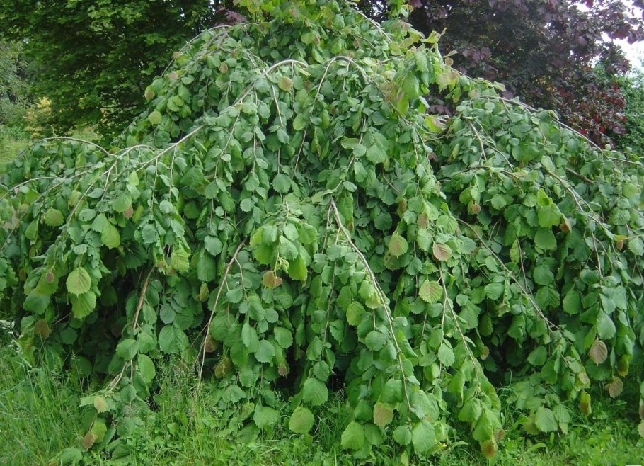 Лещина Конторта пурпурная