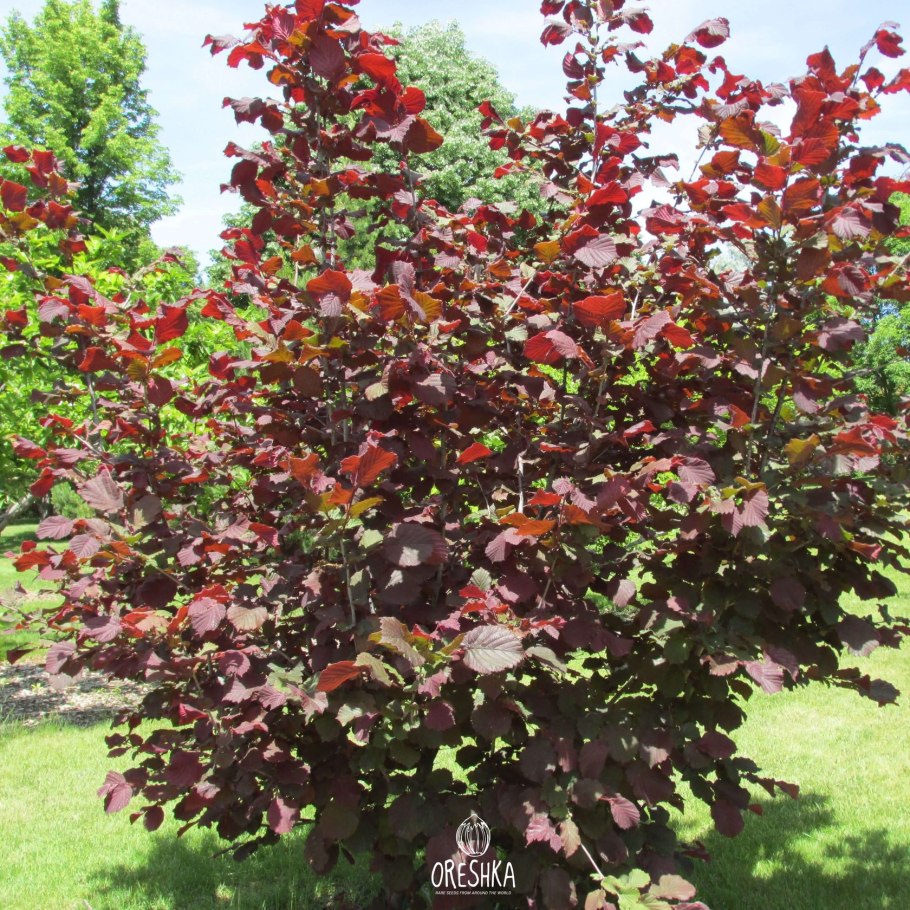 Лещина Конторта