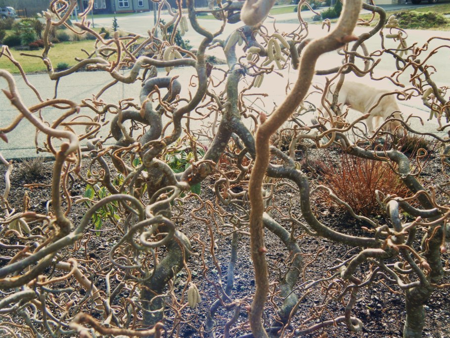 Лещина краснолистная Московский Рубин