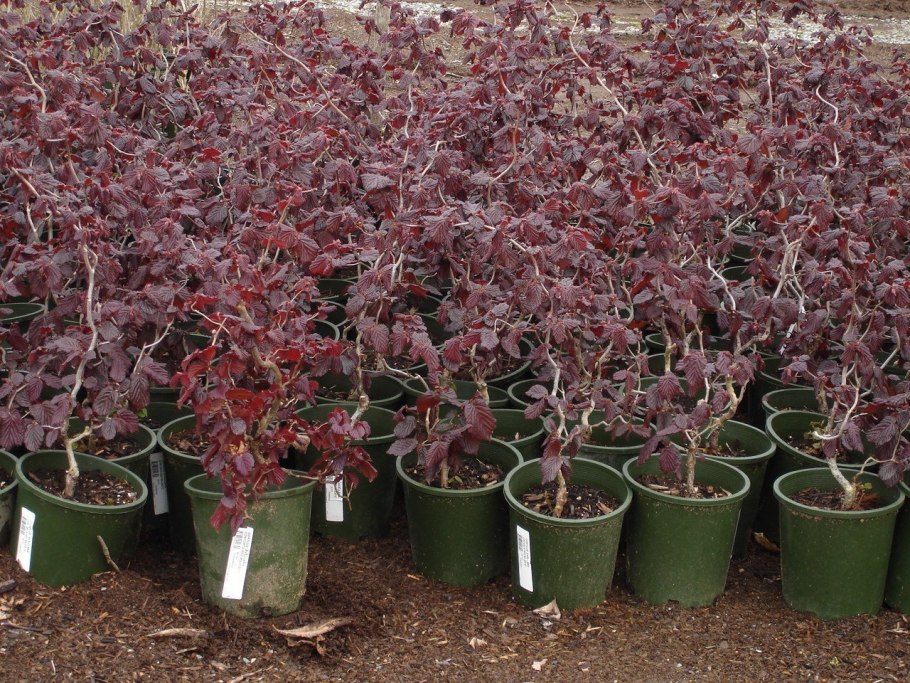 Лещина обыкновенная contorta