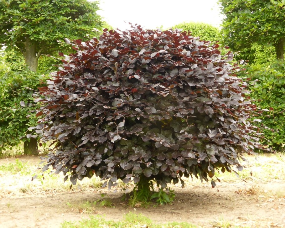 Лещина обыкновенная contorta