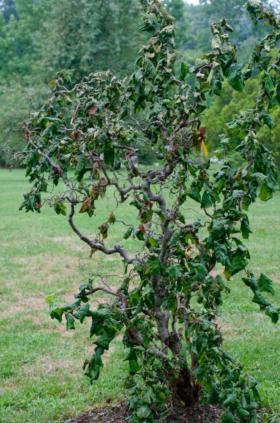 Лещина обыкновенная Конторта