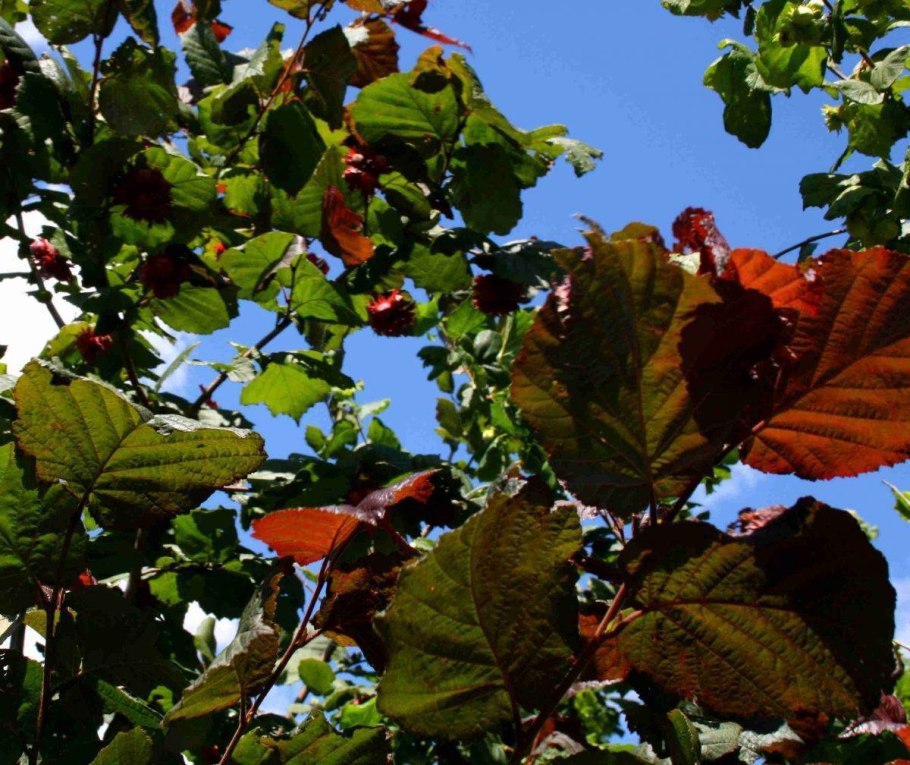 Лещина обыкновенная контора