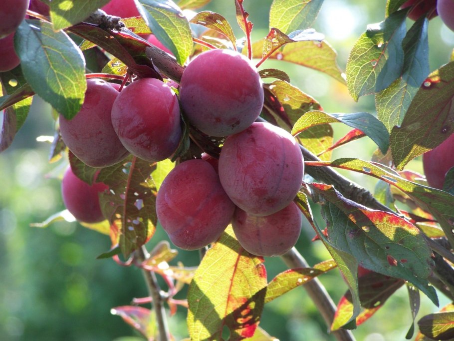 Алыча Оцарк премьер