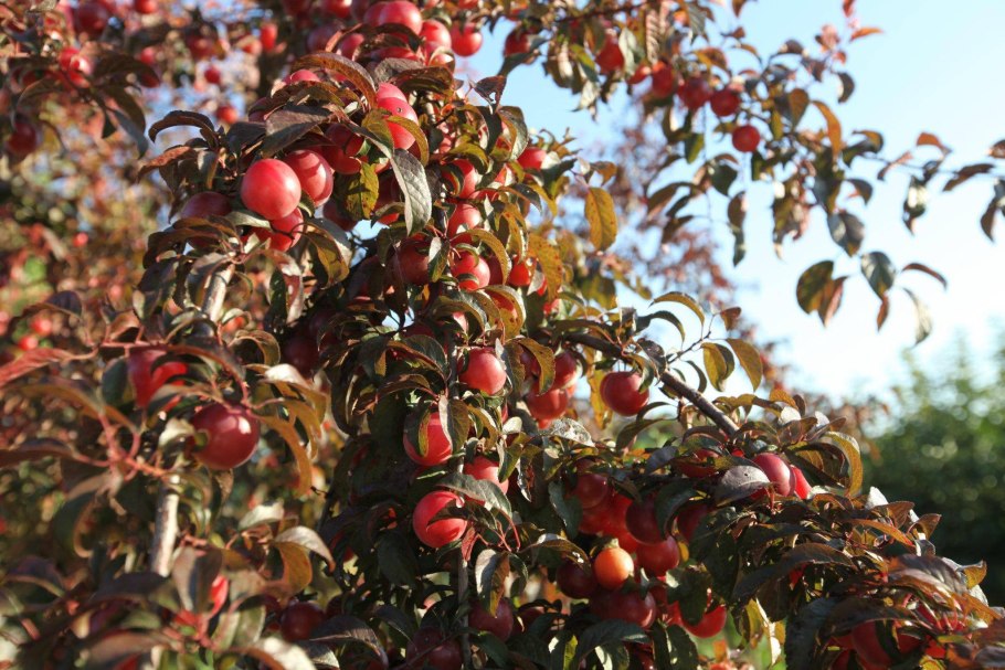 Шарафуга описание и фото отзывы