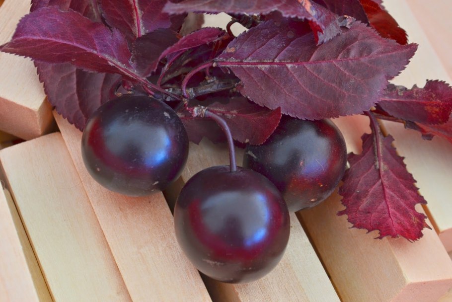 Слива Куяшская