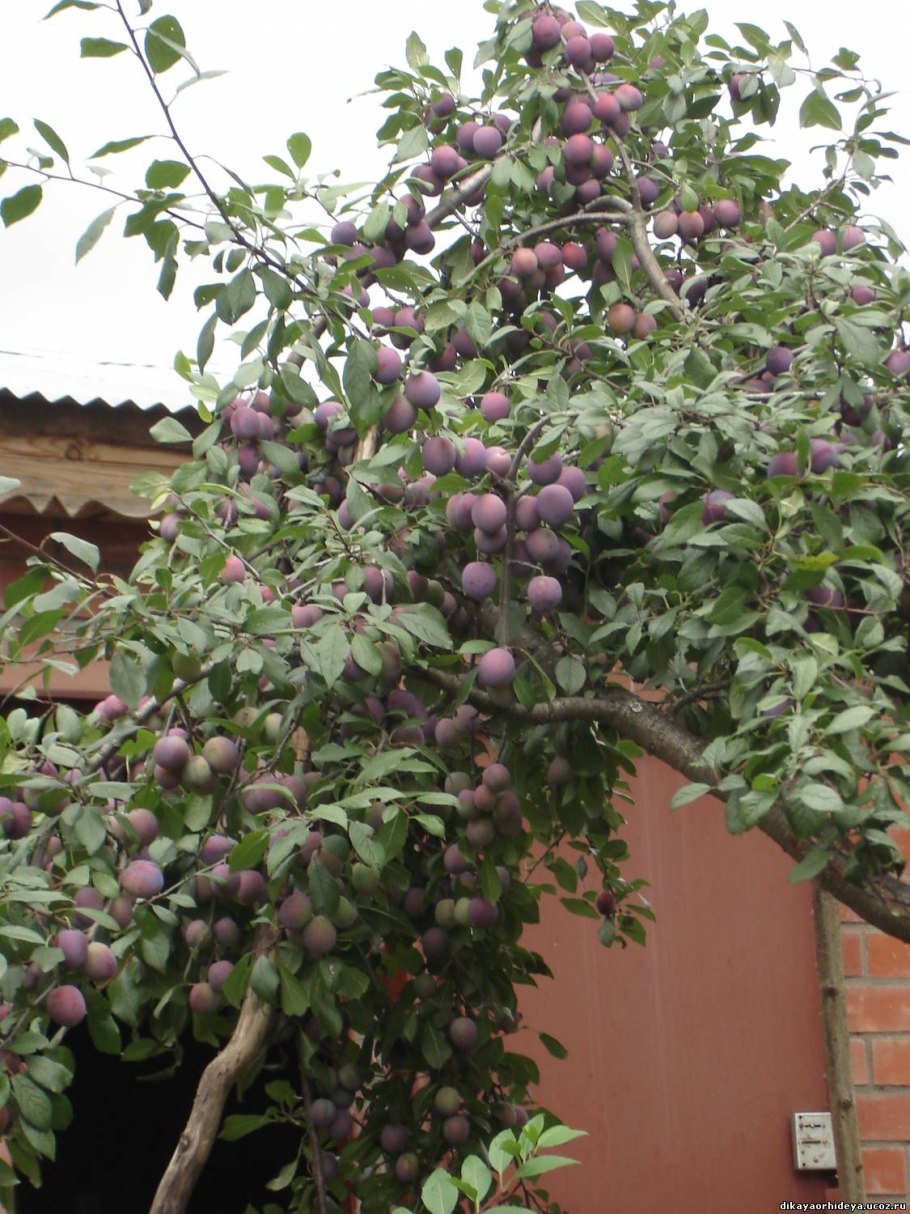 Алыча краснолистная лама