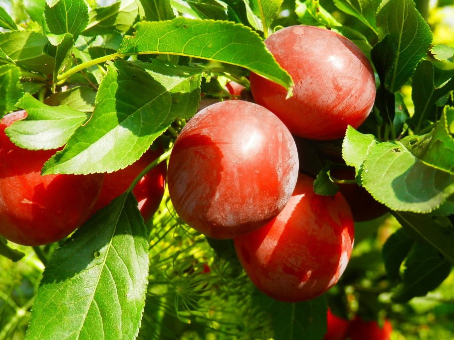 Алыча Кубанская Комета дерево