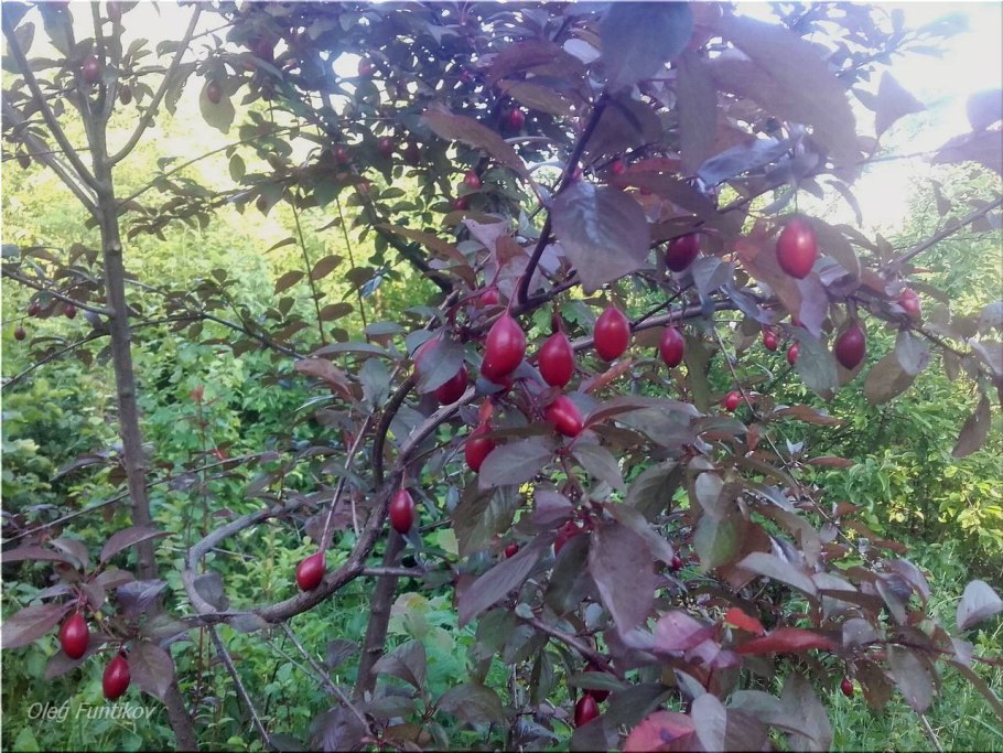 Слива краснолистная лама