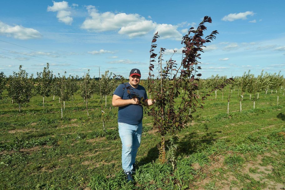 Алыча Фортеция краснолистная